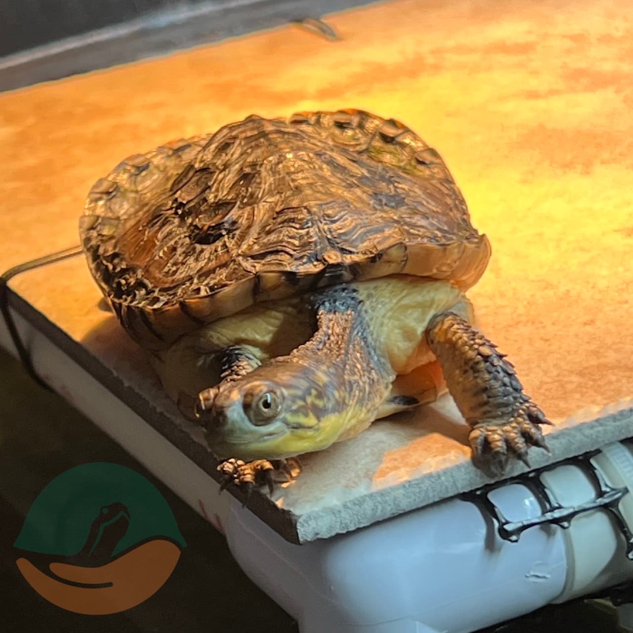 A young Elvira peeking curiously