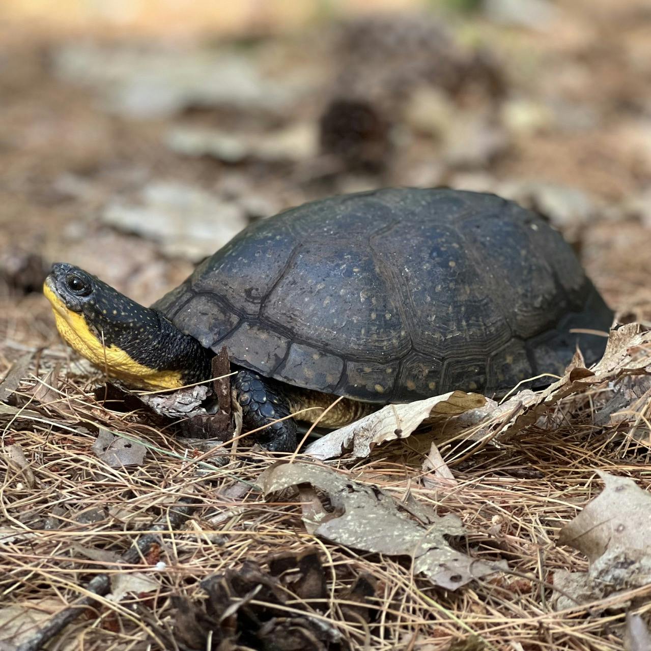 A Blandings turtle on the move