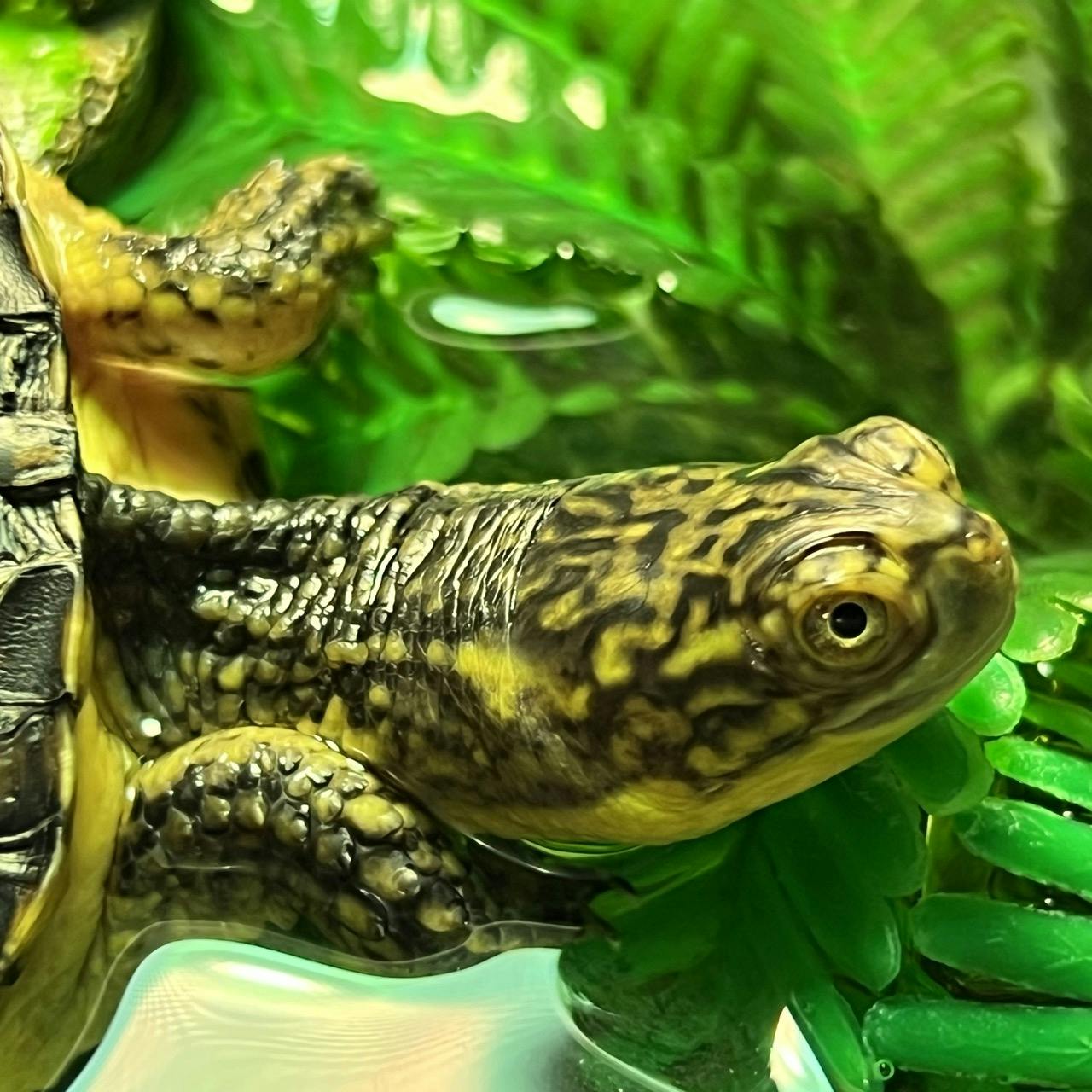 Elvira, a juvenile Blanding's turtle