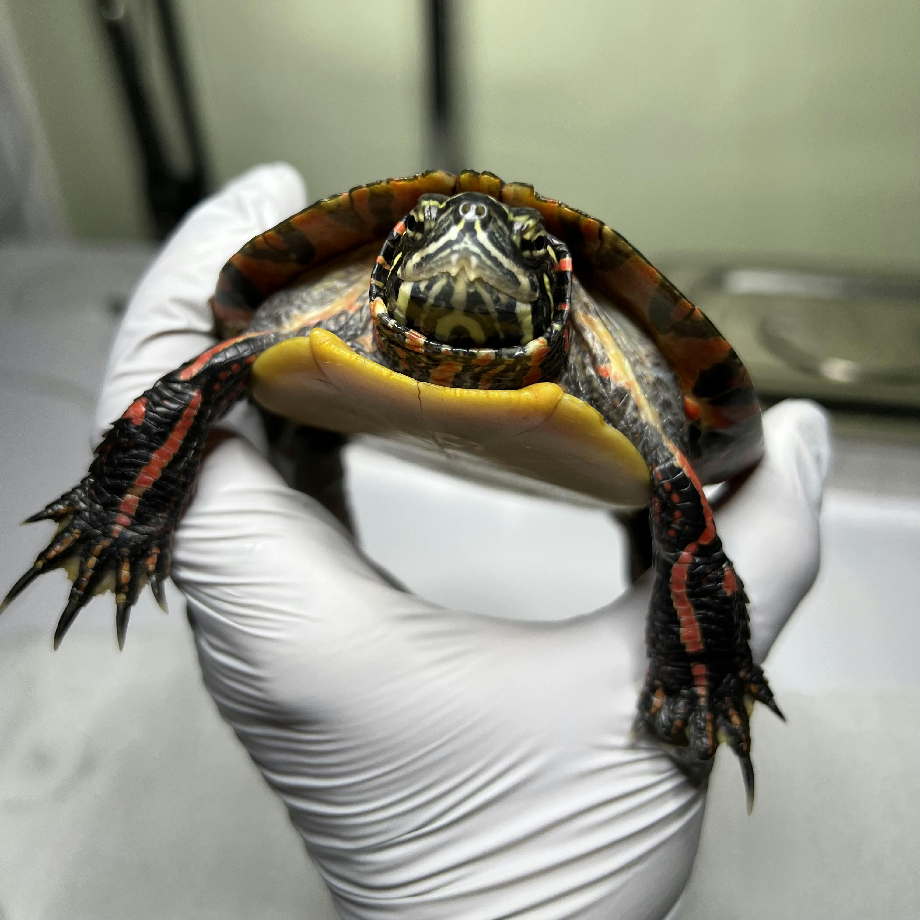 Fang, a male painted turtle