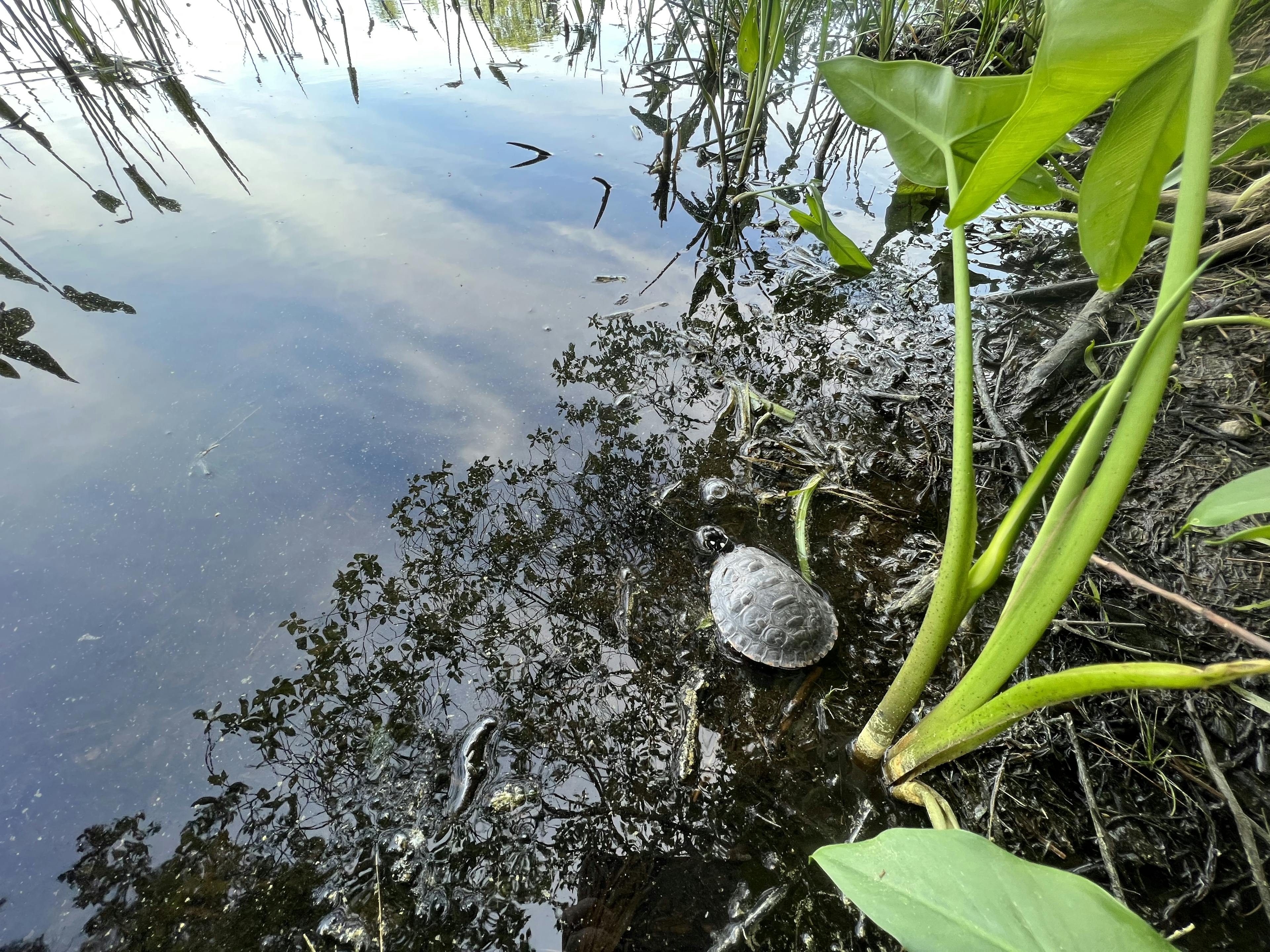 Hatchling turtle during release.