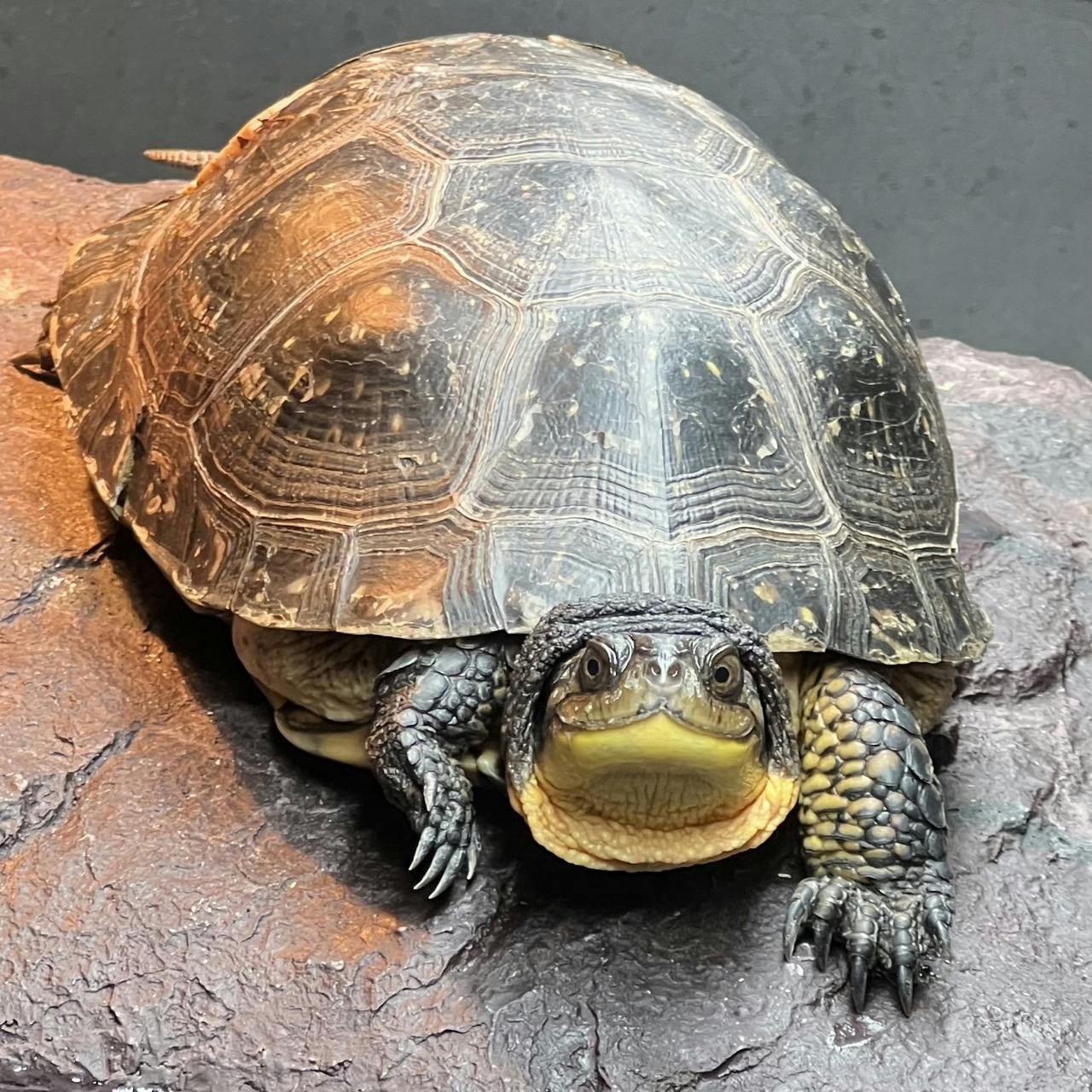 Hazel, a female Blanding's turtle