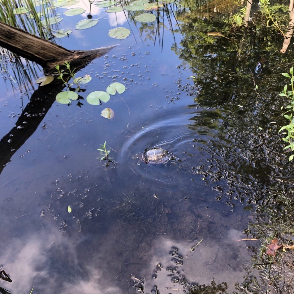 Painted turtle swimming away during a patient release