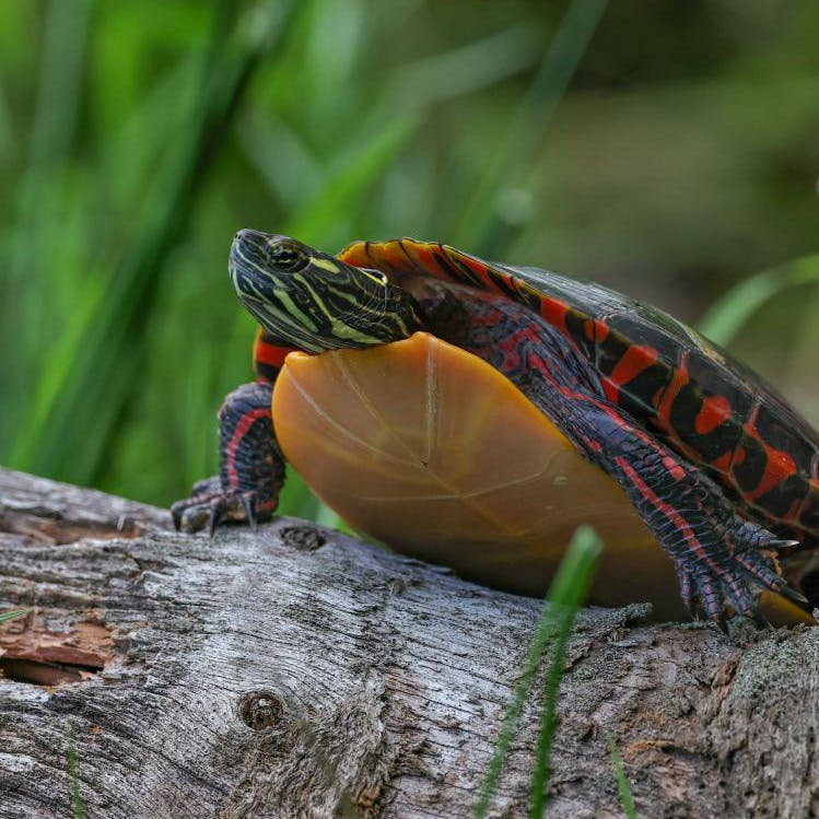 Painted turtle during release