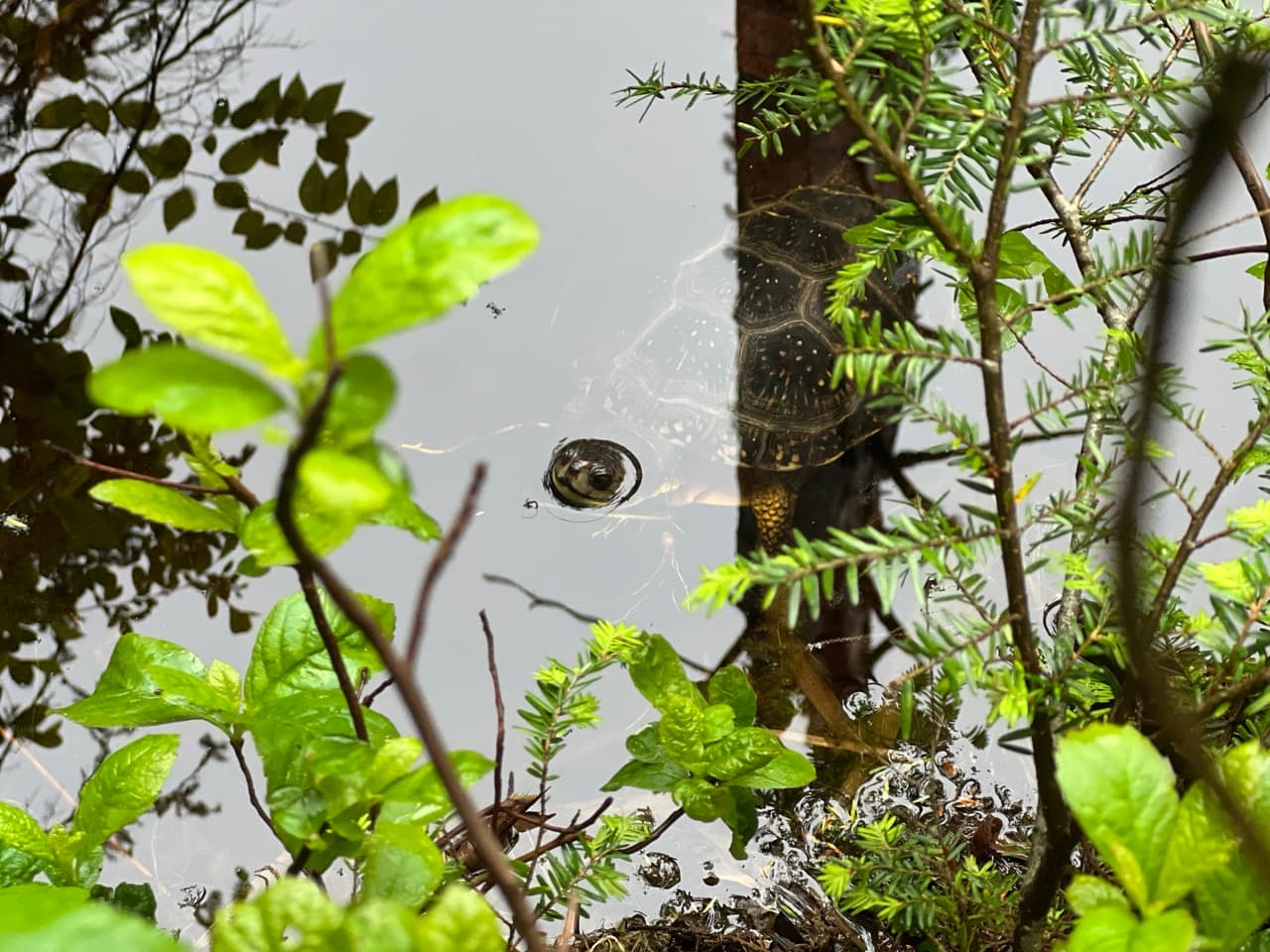 A Blandings turtle on the move