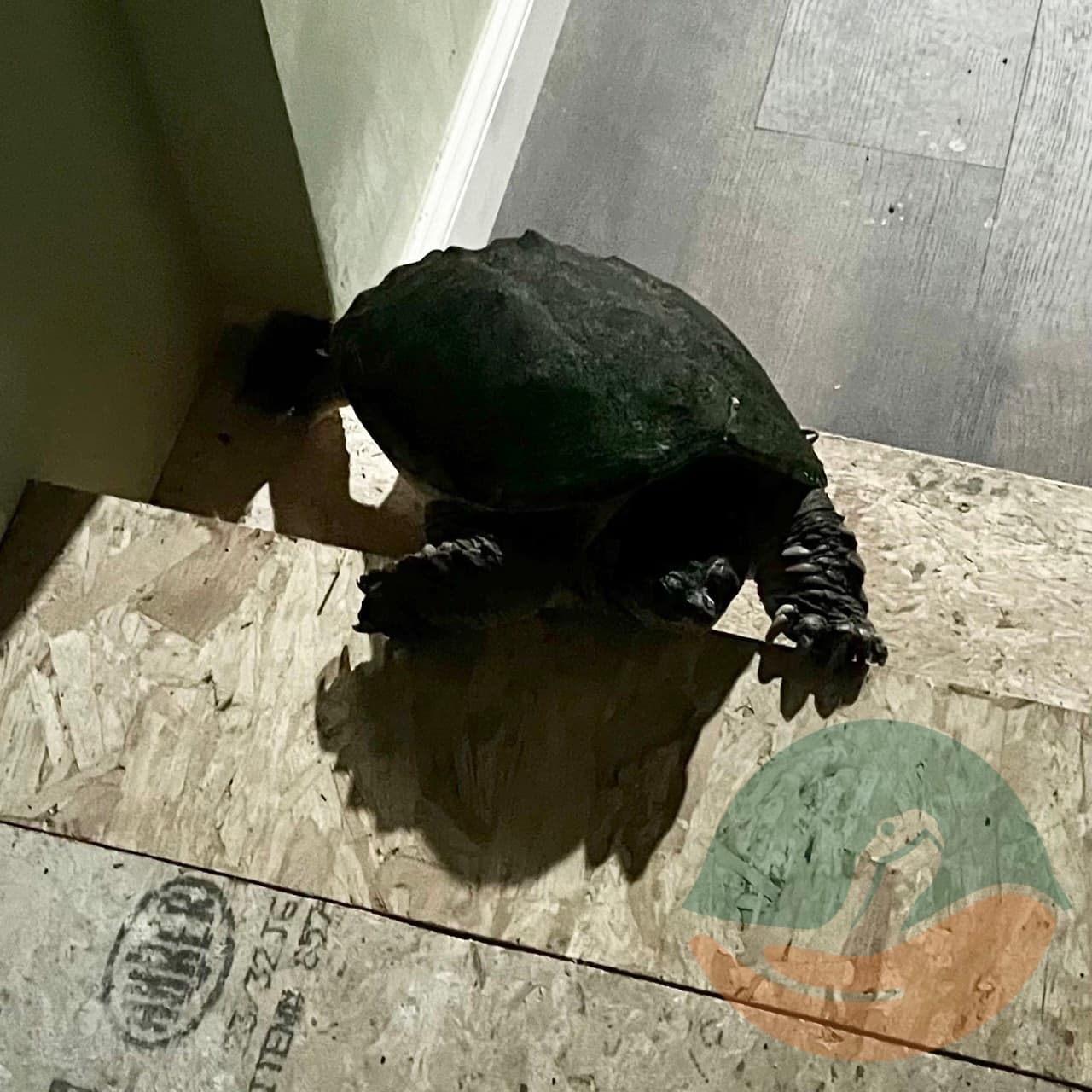 A snapping turtle, Quinn, descending up the stairs after escaping