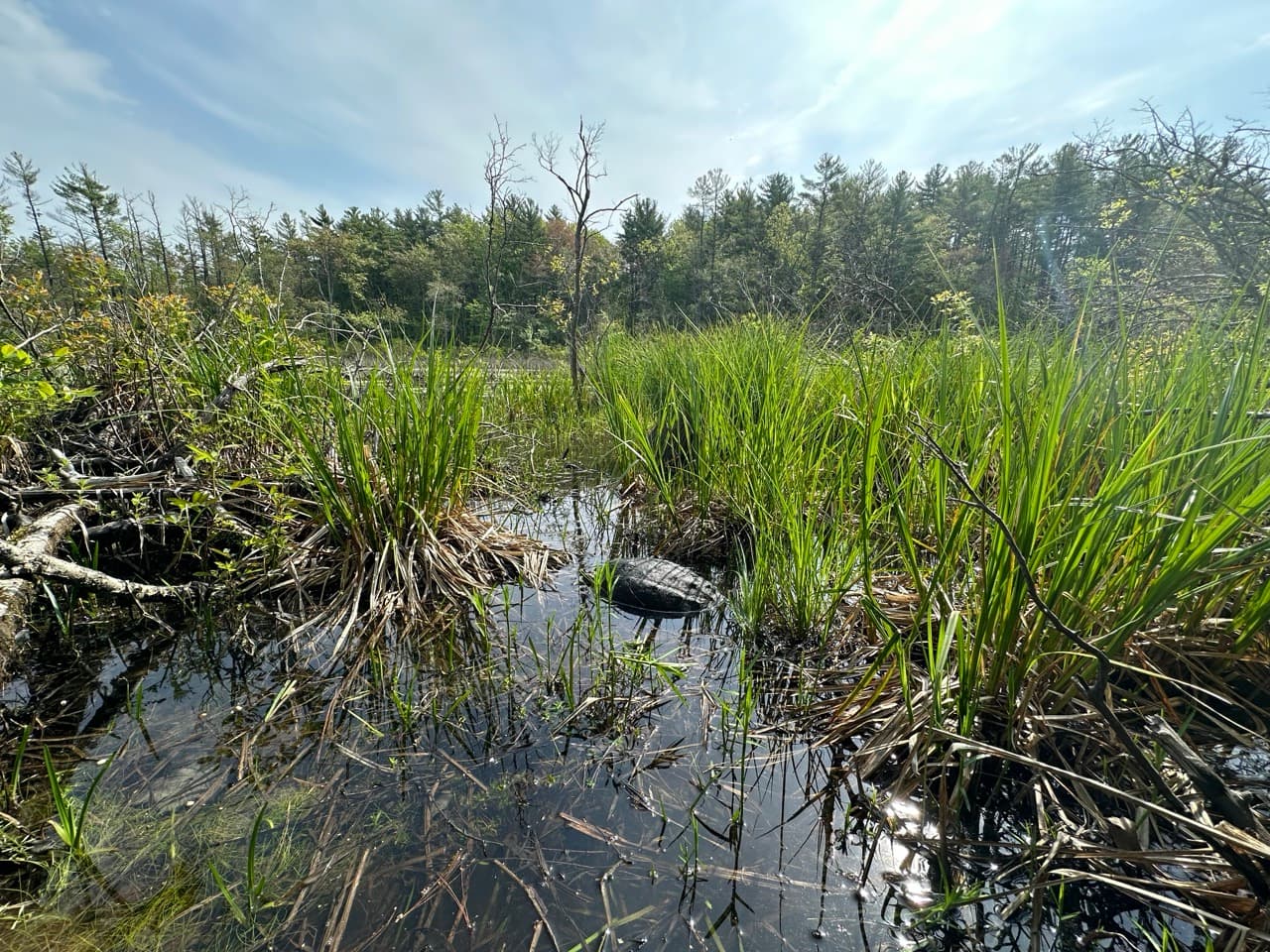 Quinn, a snapping turtle, being released back to the wild