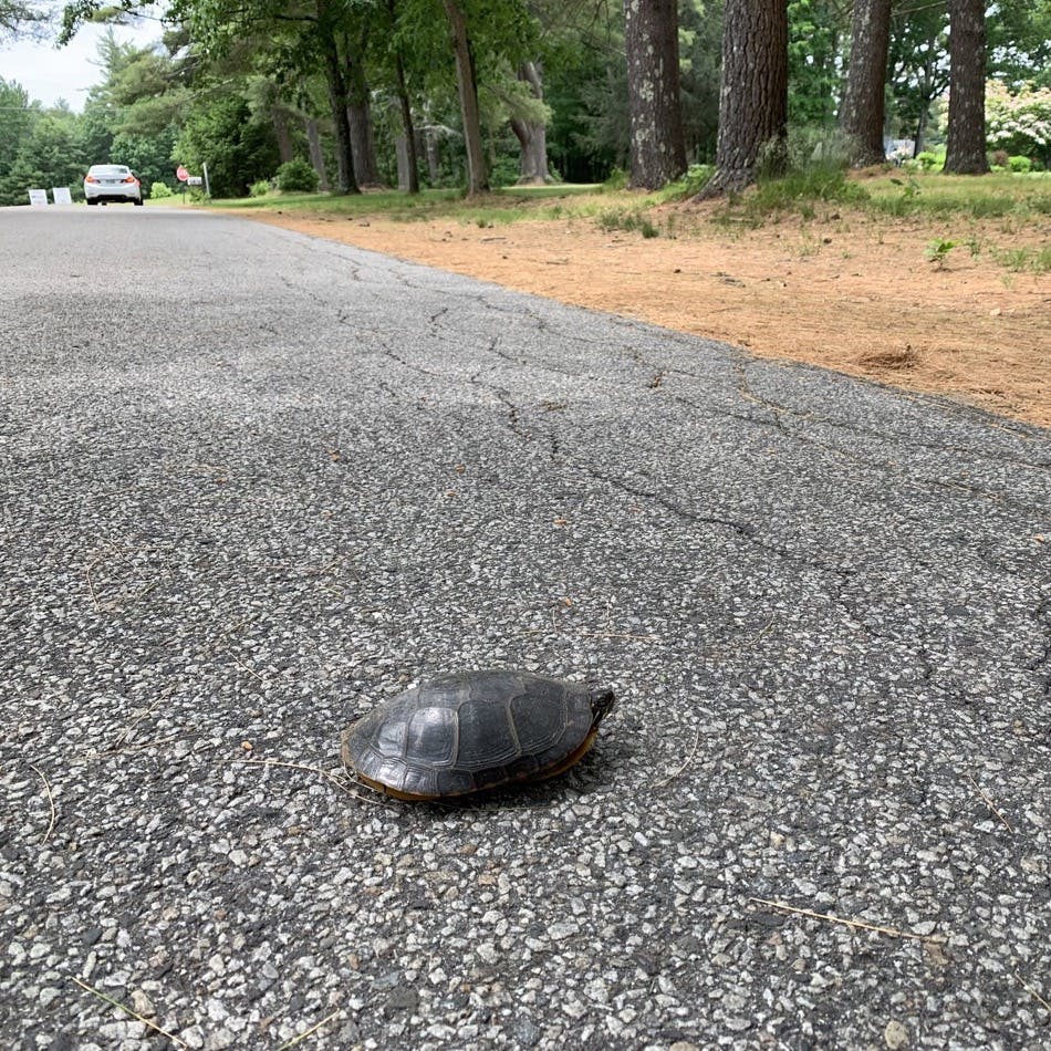 Painted turtle in the road