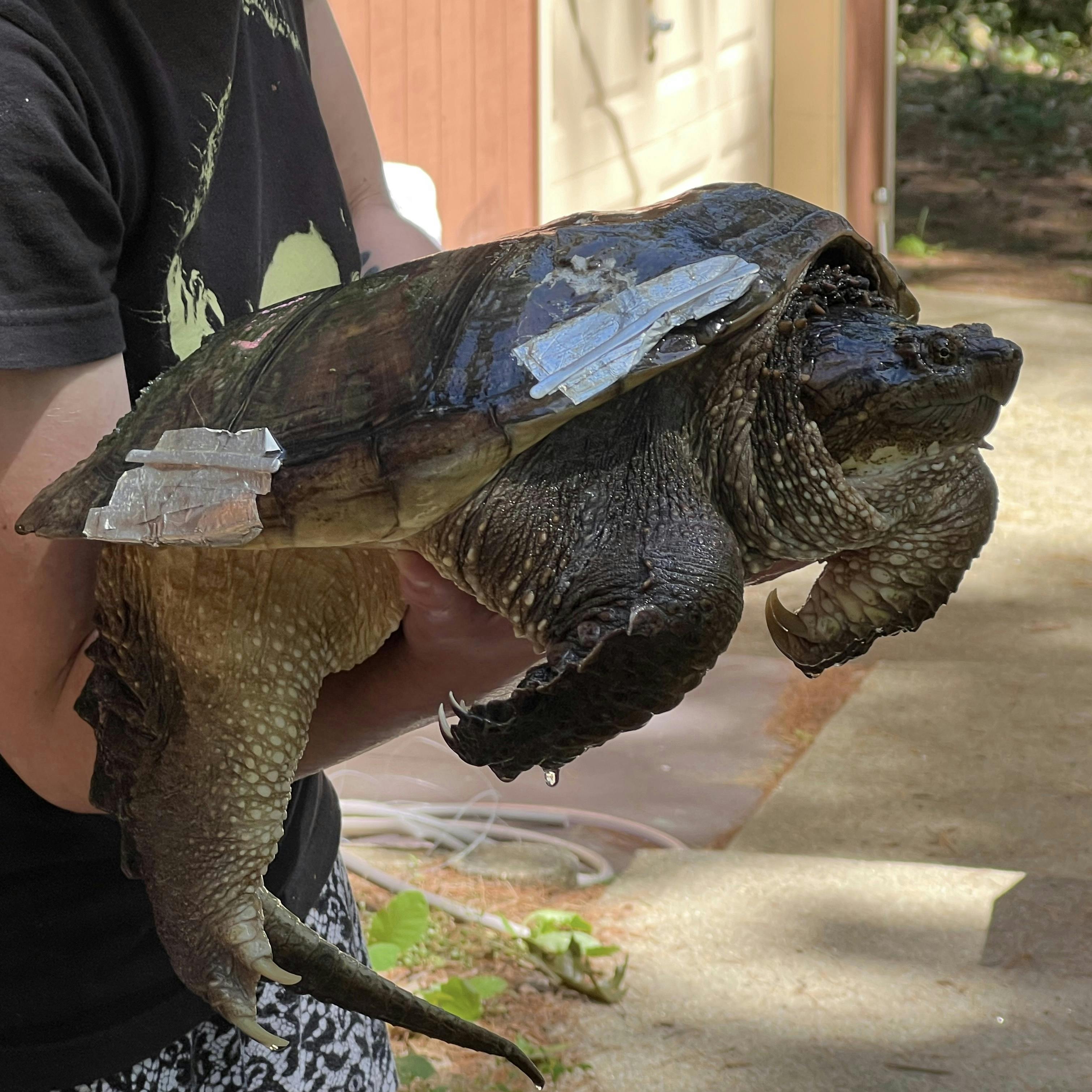 A snapping turtle being held