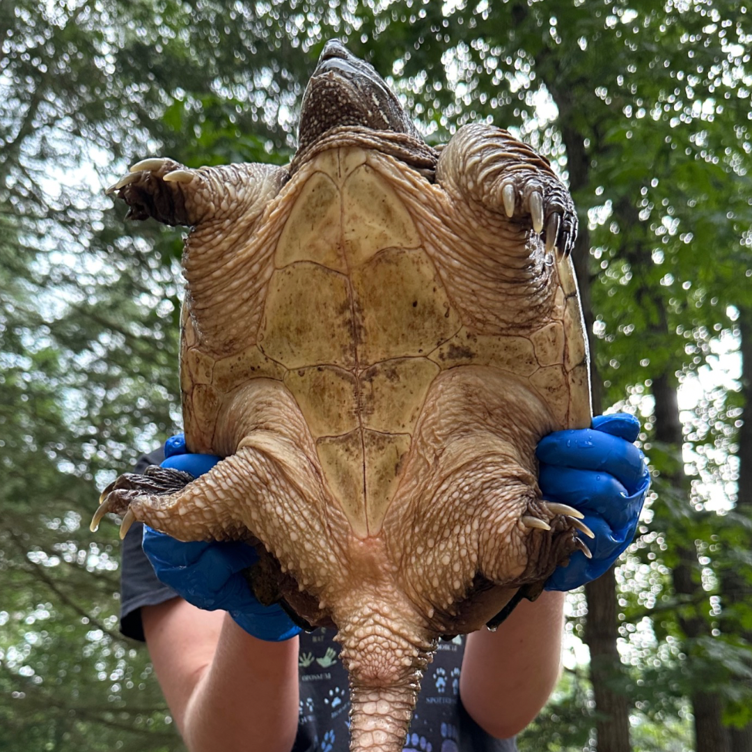 Snapping turtle plastron (bottom shell)