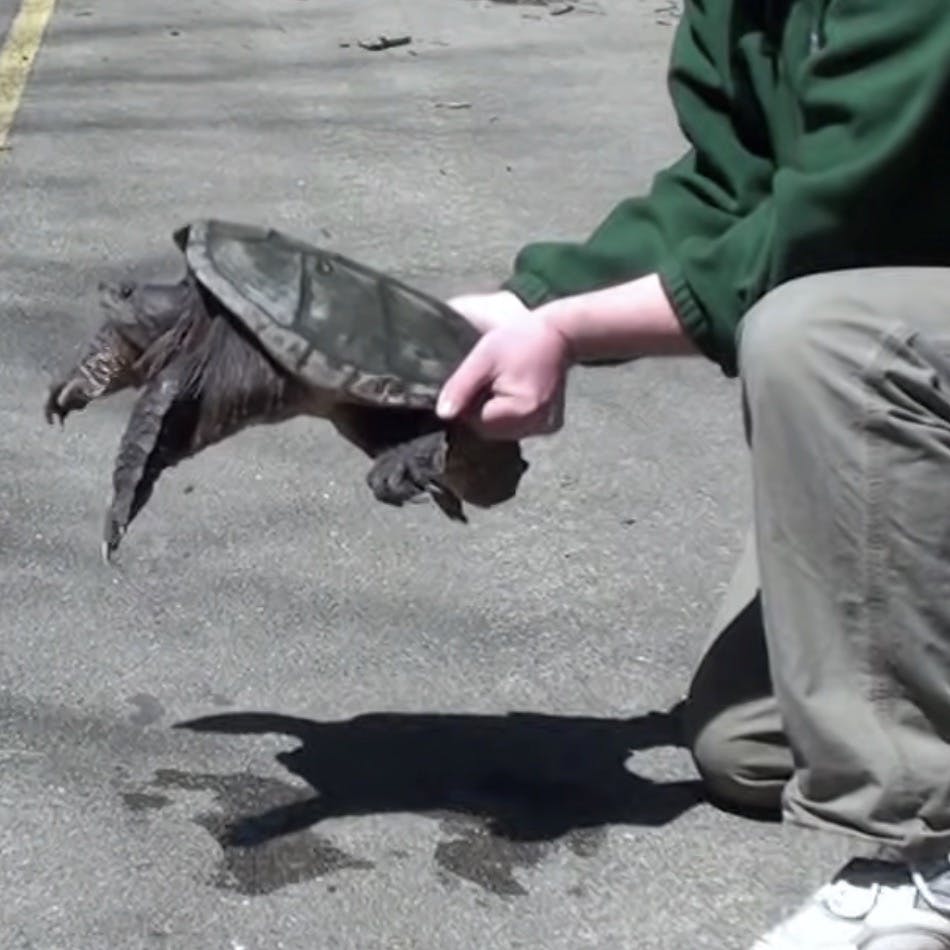 Demonstration on holding a snapping turtle