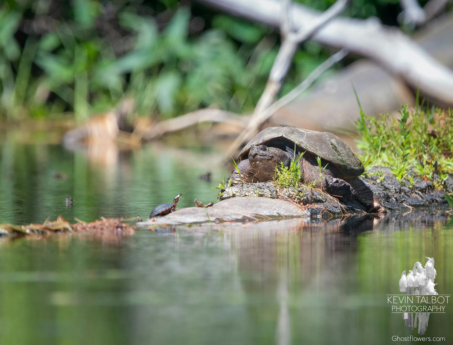 Snapping turtle basking with a painted turtle.