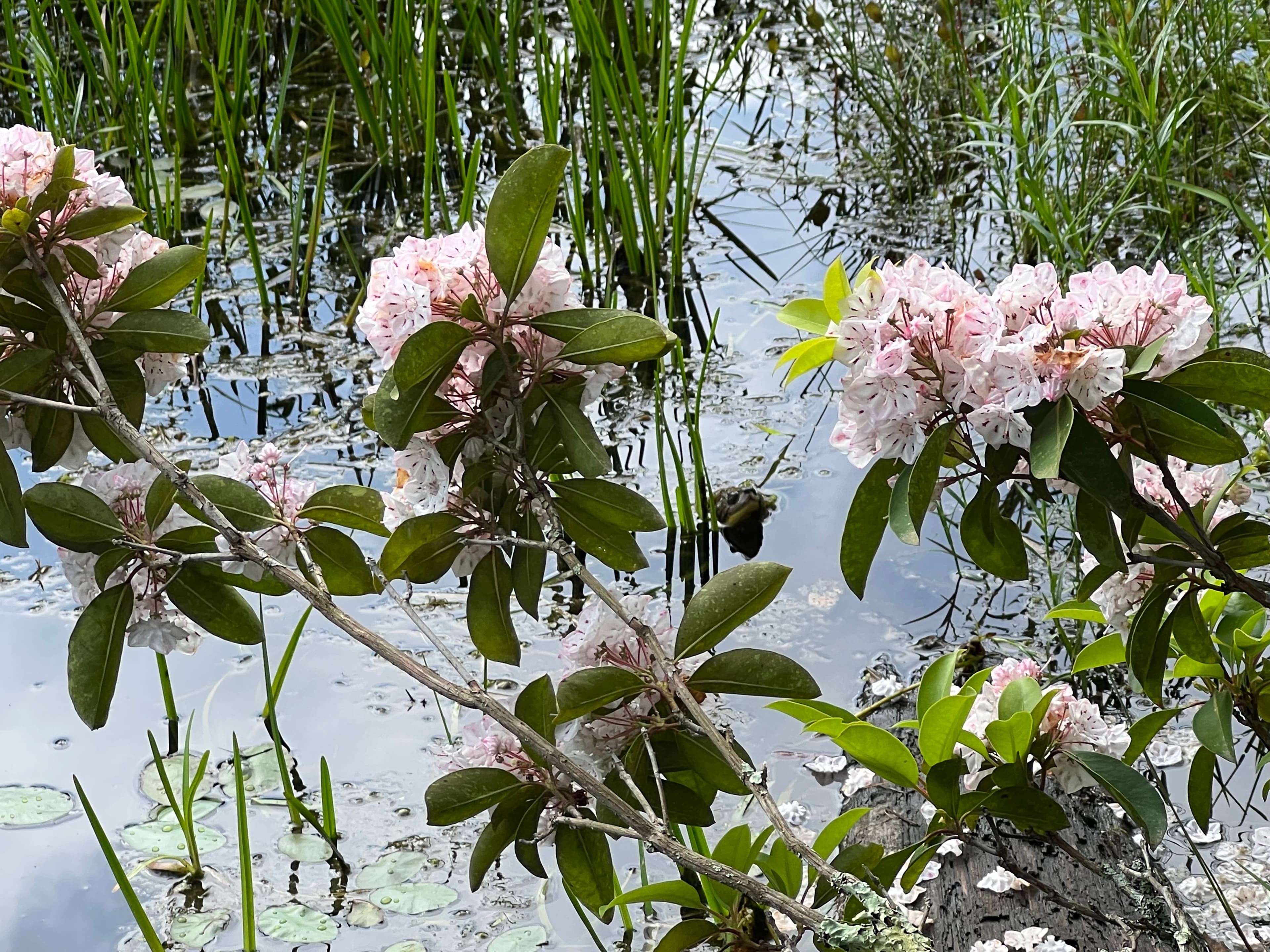 Wild wood turtle basking in the sun