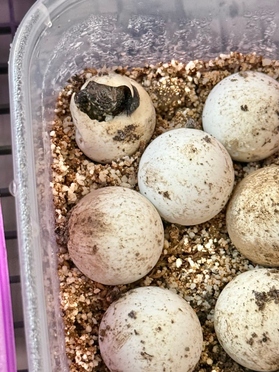 Snapping turtle hatchling during emergence