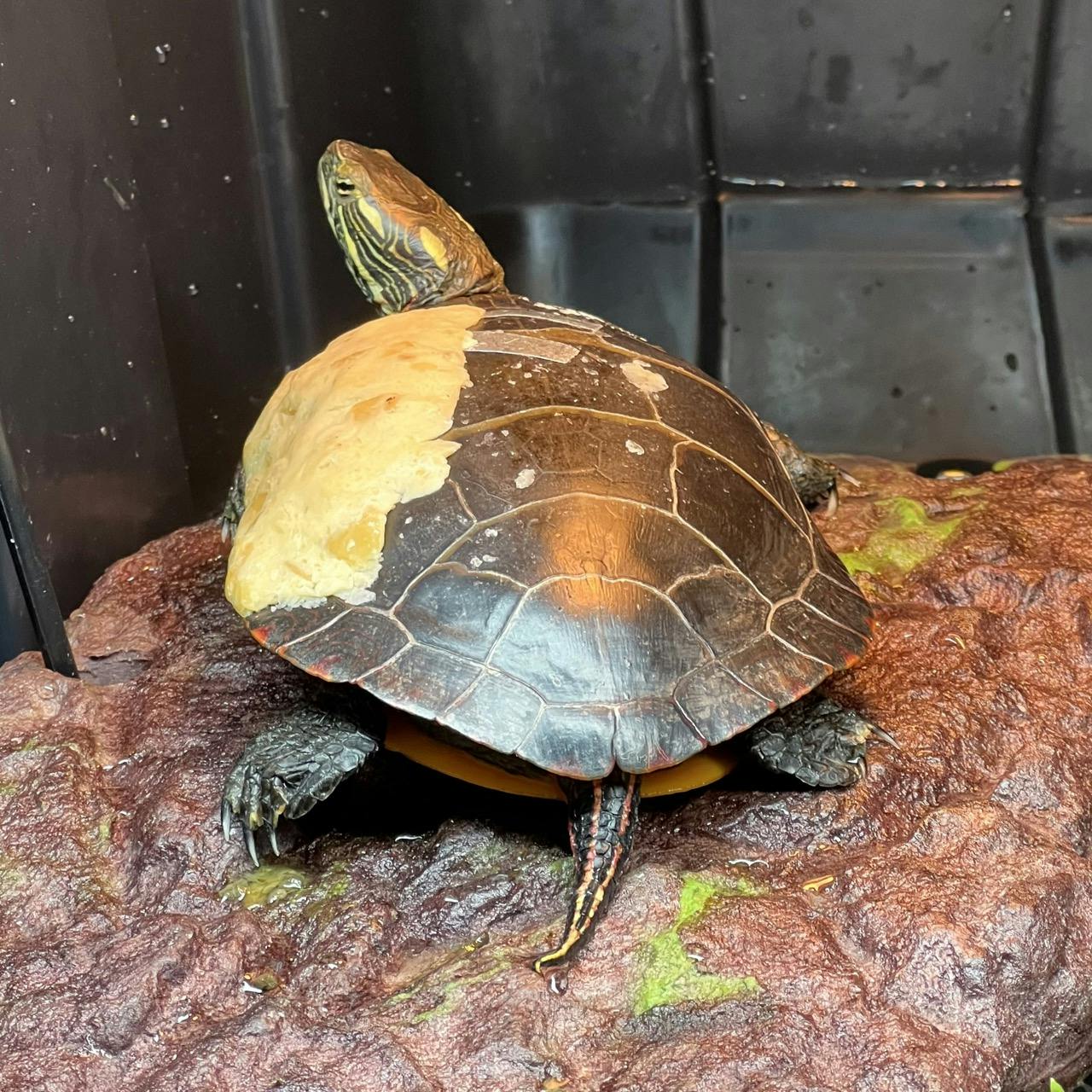 Ursinia, a female painted turtle