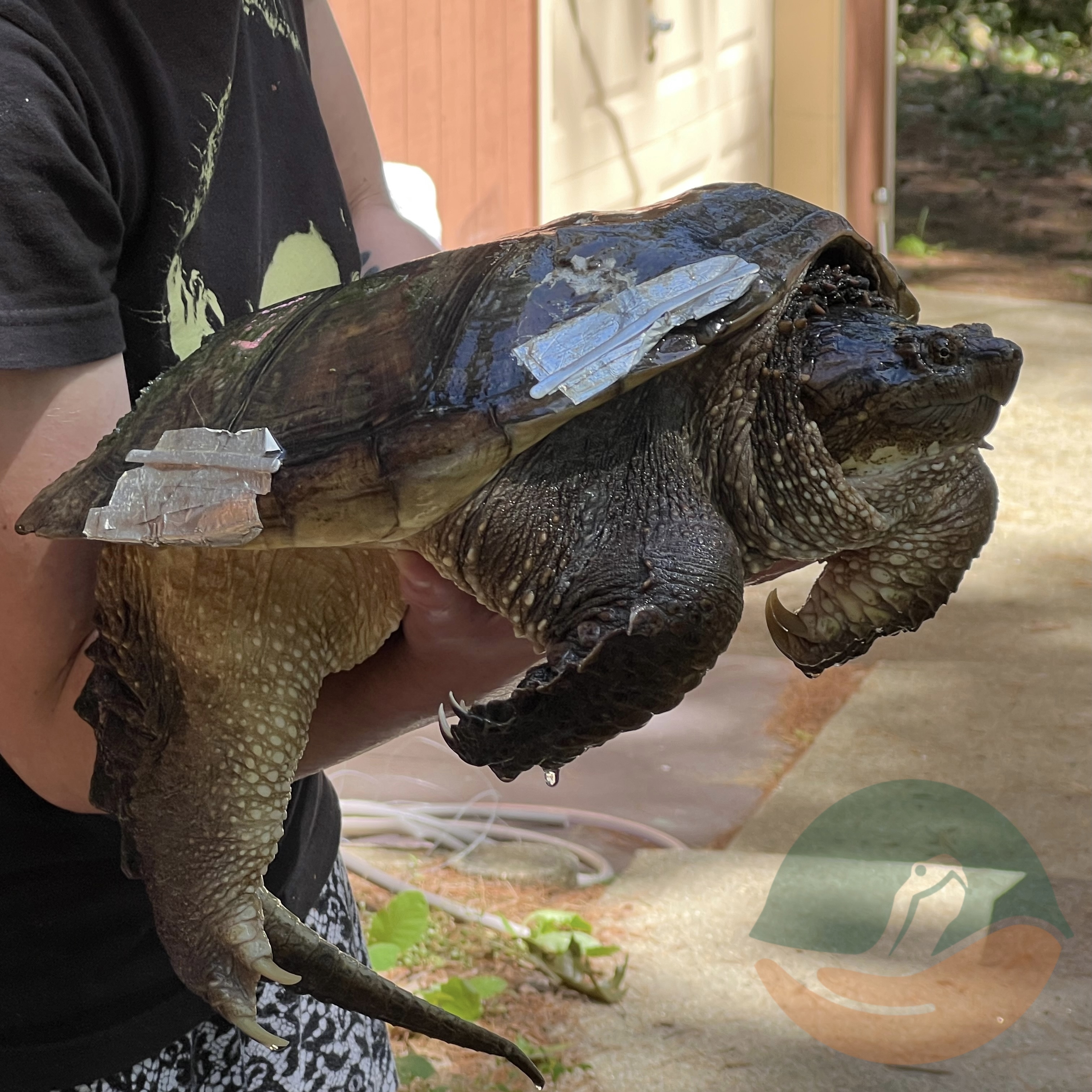 Alligator Snapping Turtle Injury